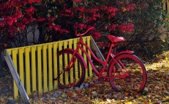 Red Bike And Red Leaves