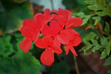 Red Geranium Florets