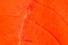 Red Leaf Detail