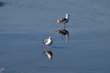 Reflected Seagulls
