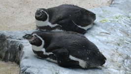 Relaxing Penguins