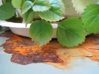 Rusted Patch And Plant