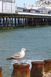 Seagull And Pier