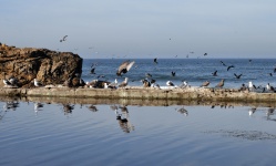 Seagulls At Sutro Ruins