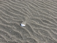 Seashell And Sand Ripples