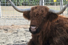 Shaggy Scotland Highland Bull