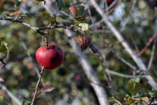 Single Apple On A Tree
