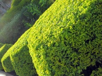Slanted Shaped Hedge