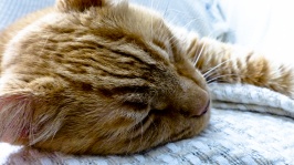 Sleeping Orange Tabby Cat