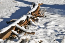 Snow Covered Log