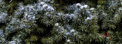 Snow Drifts On Pine