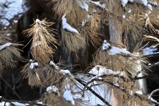 Snow Dusted Brown Pine Needles