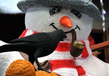 Snowman And Black Bird