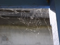 Spider Web In The Corner