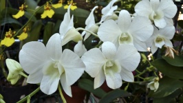 Spray Of White Orchids