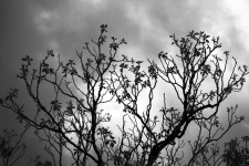 Tree With Clouds In Black & White