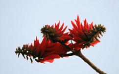 Triple Coral Flower