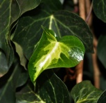 Two-toned Ivy Leaf