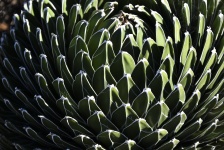 Unusual Cactus