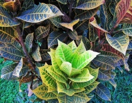 Variety Of Leaf Colours
