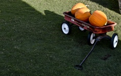 Wagon Of Pumpkins