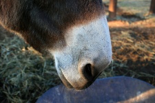 White Muzzle Of A Donkey