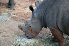 White Rhinoceros Close