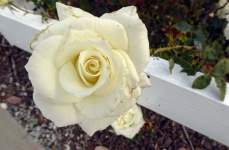 White Rose And Wood Rail Fence