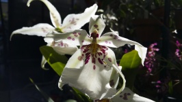 White Speckled Orchid