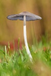 Wild Mushroom In Grass