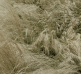 Wind Swept Grass