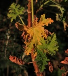 Yellowing Geranium Leaf