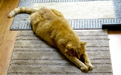 Yoga Tabby Cat