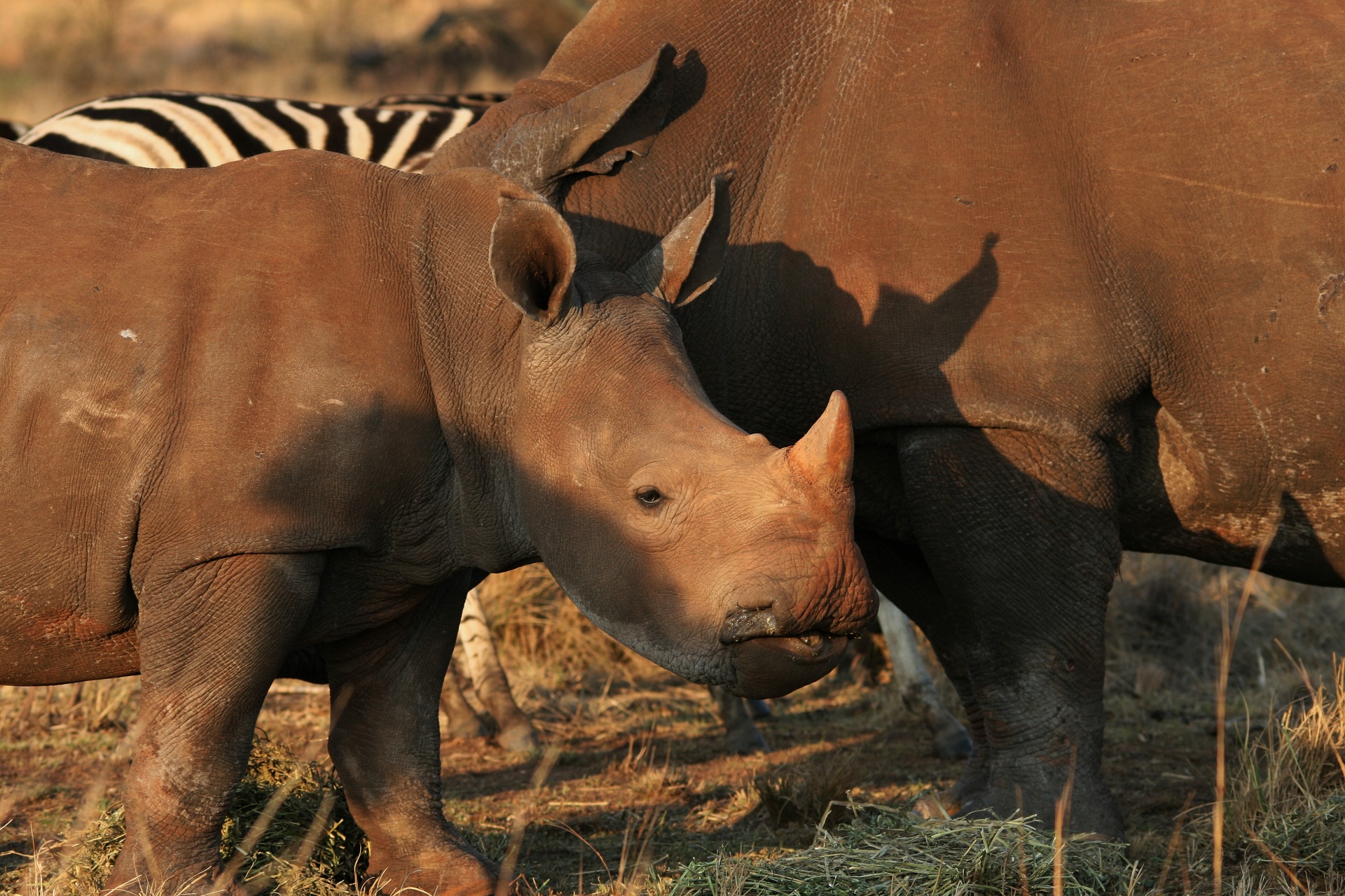 Baby Rhinoceros And Mother