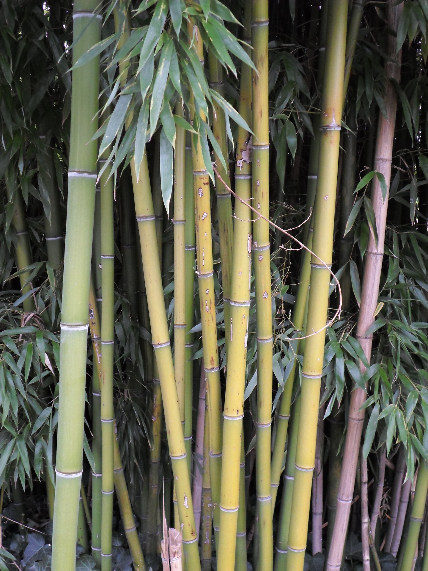 Bamboo, Thatch And Vegetation