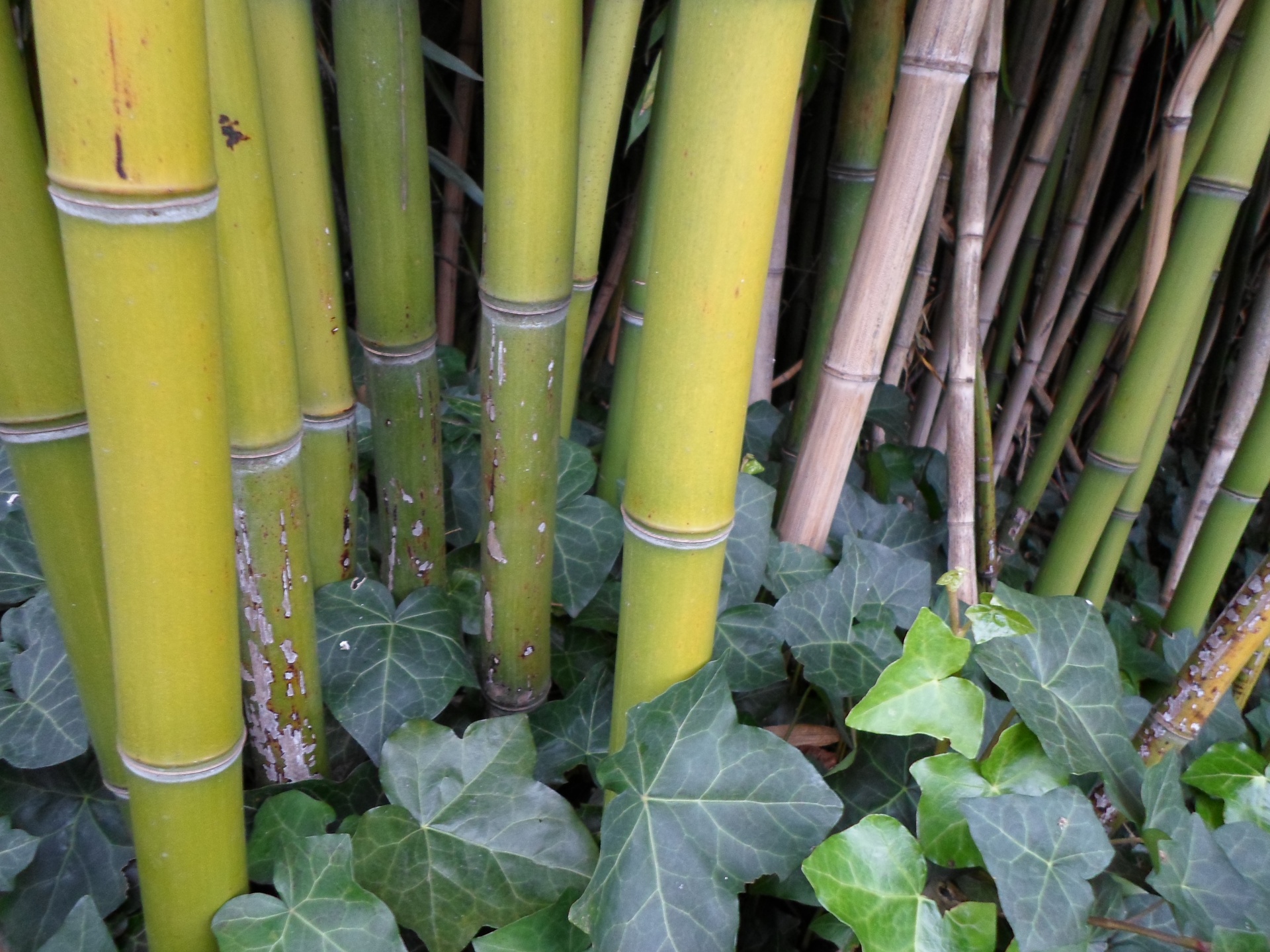 Bamboo, Thatch Vegetation 02