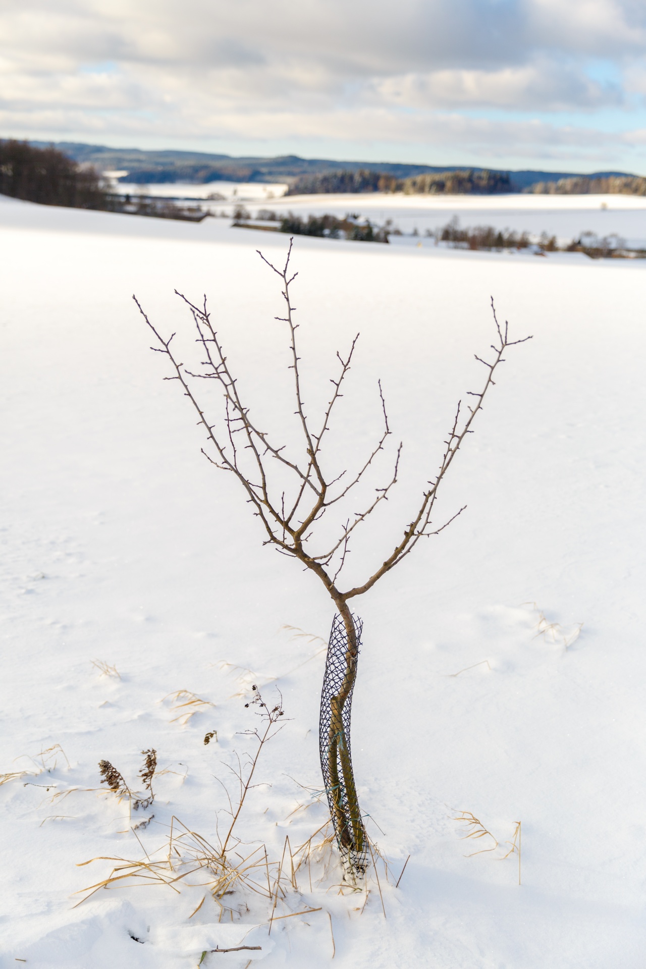 Bare Tree In Winter