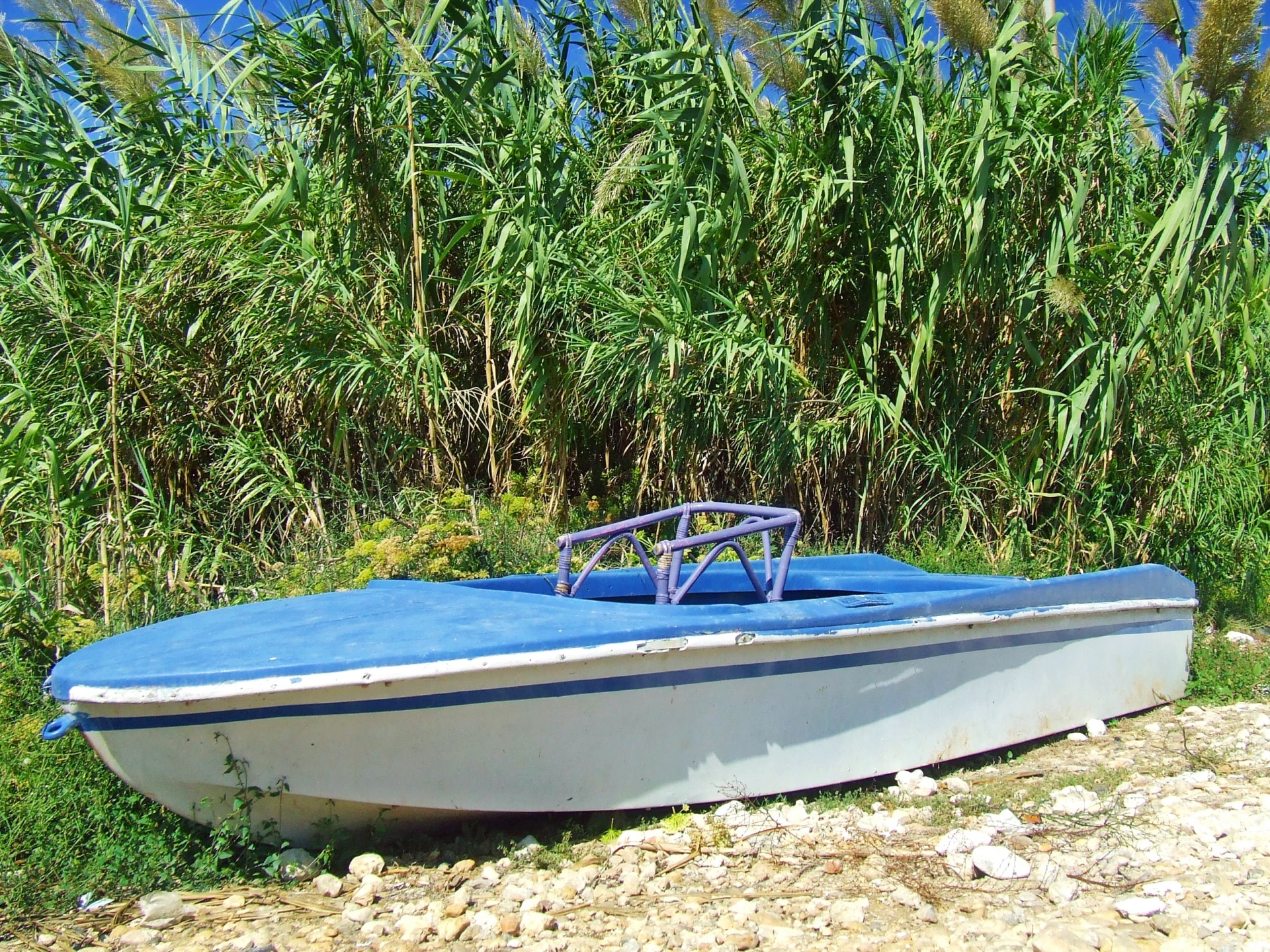 An old blue rowing boat, beached in front of a clump of wild bamboo