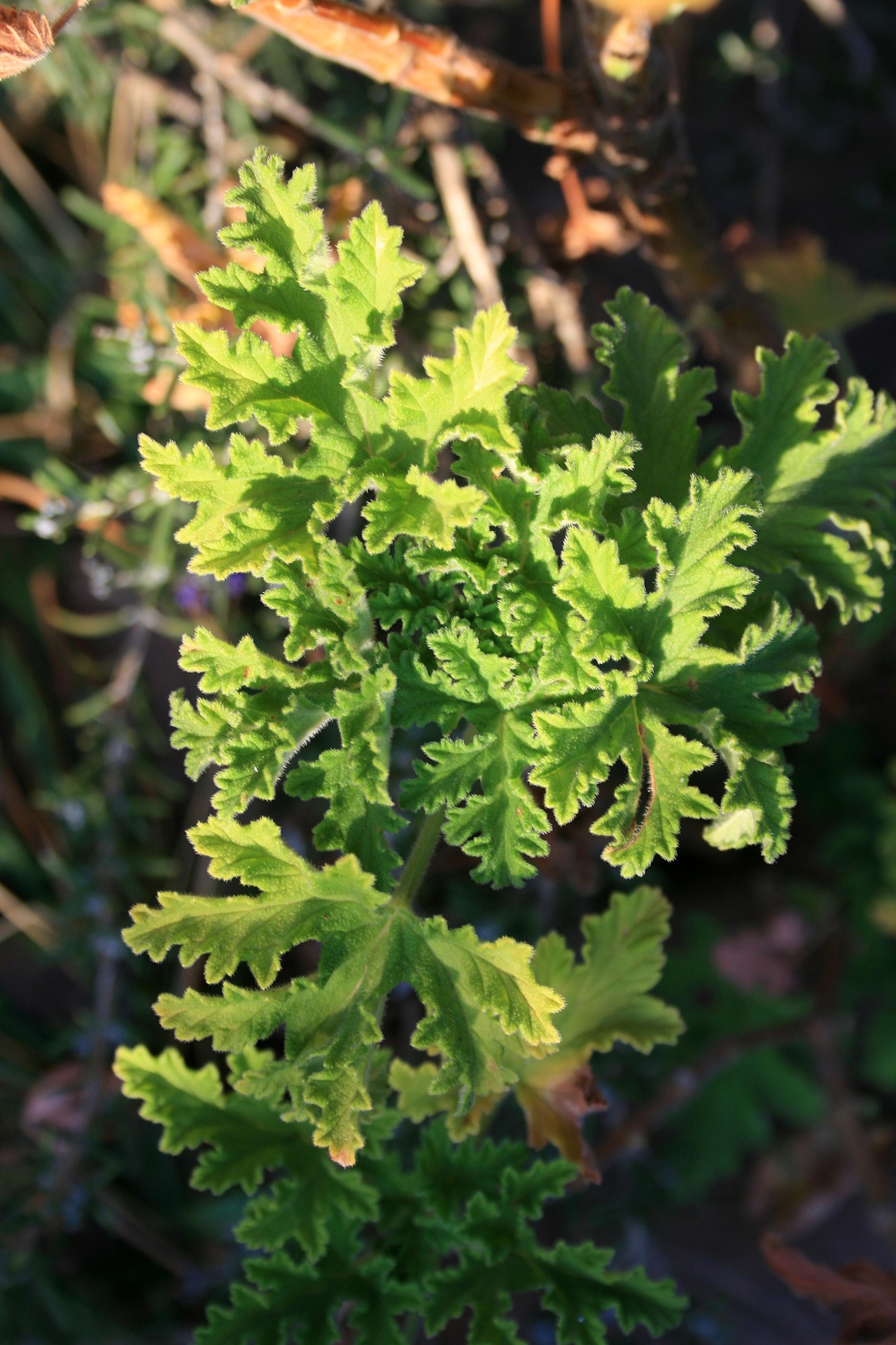 bright-green-geranium-leaves-free-stock-photo-public-domain-pictures