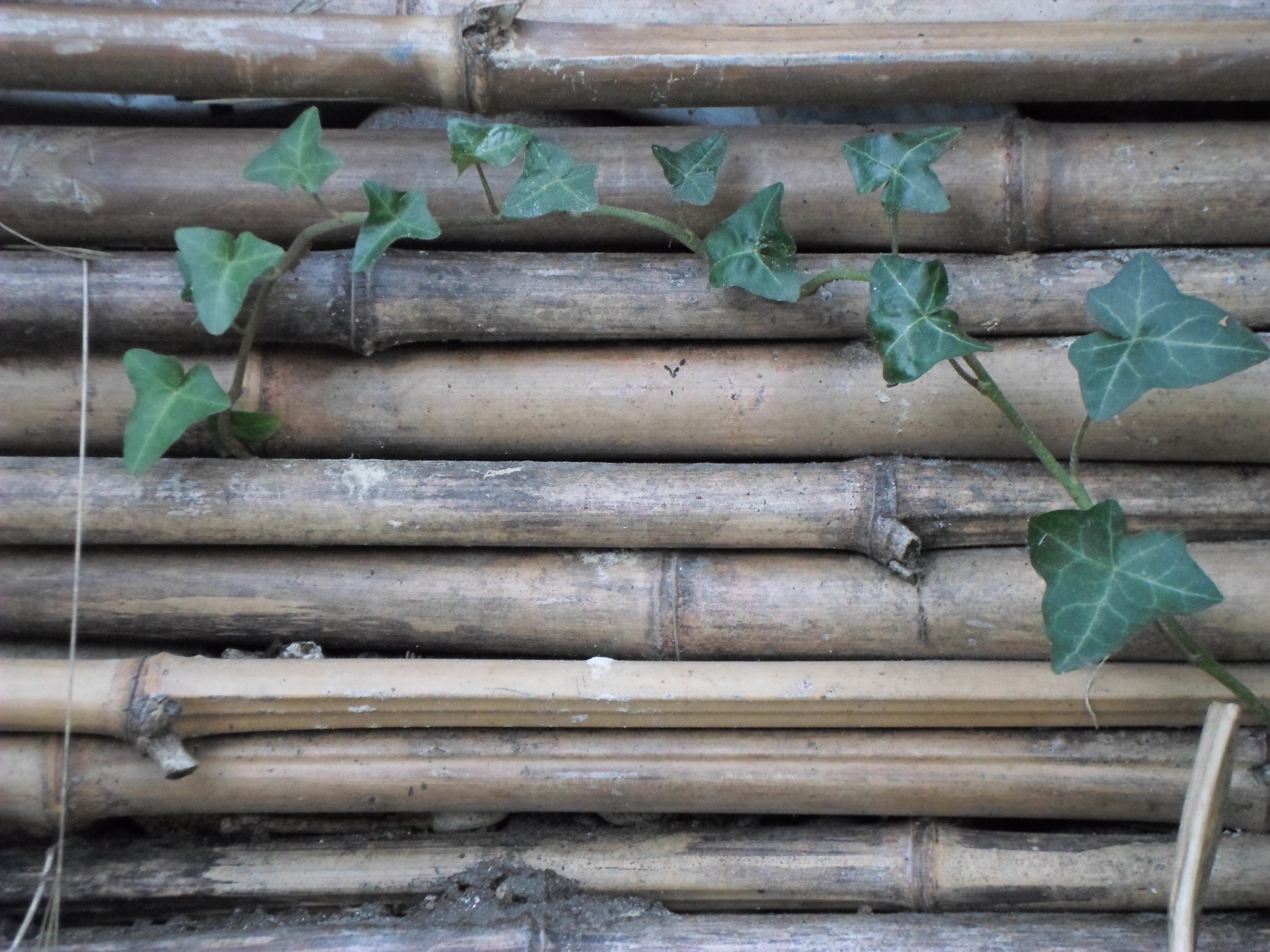 Canisse doškovou bambusové pásky Stock Fotka zdarma - Public Domain Pictures