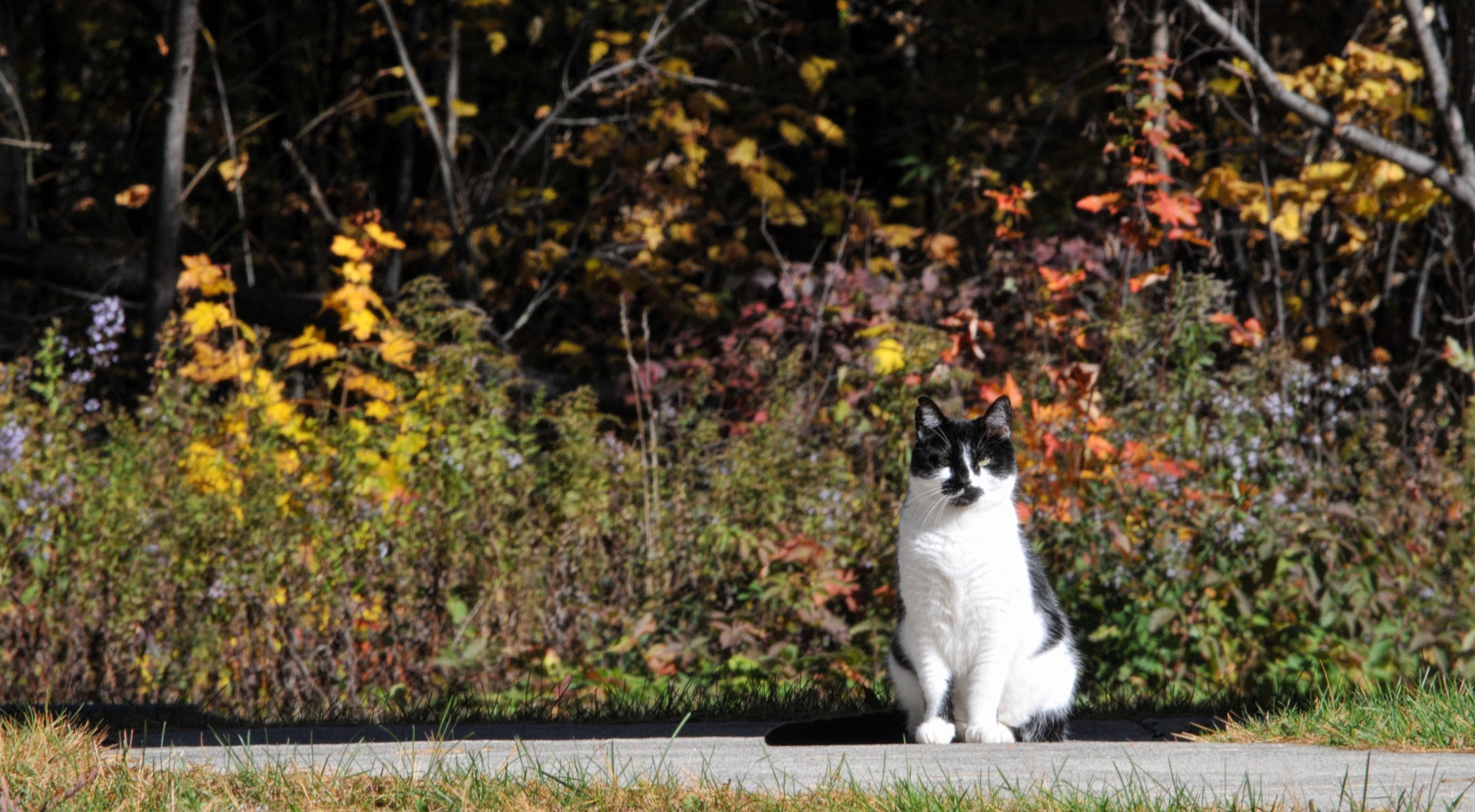black and white cat looking at camera with fall foliage in the background