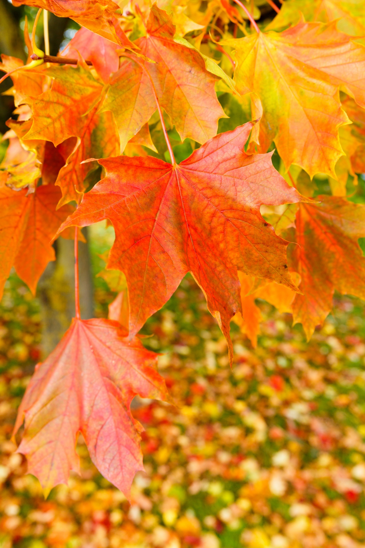 Colorful Maple Leaves