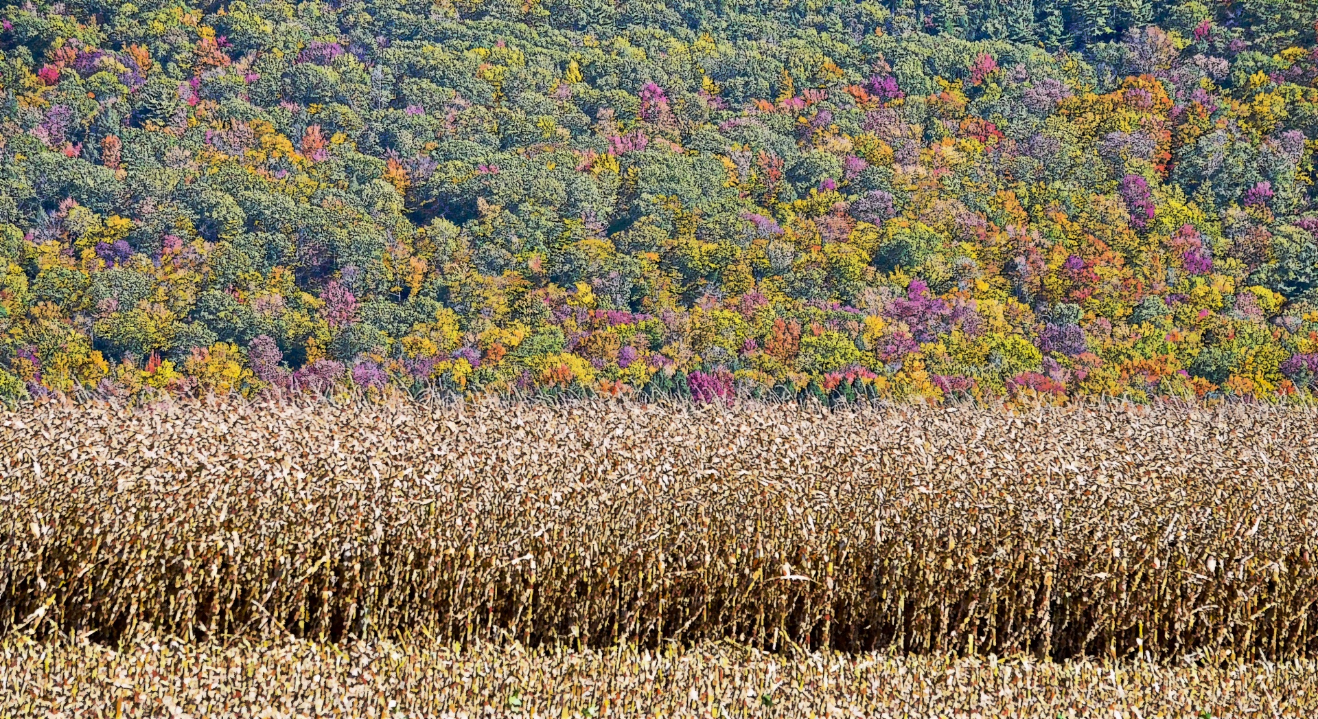 Corn field at base of mountains ablaze with autumn colors