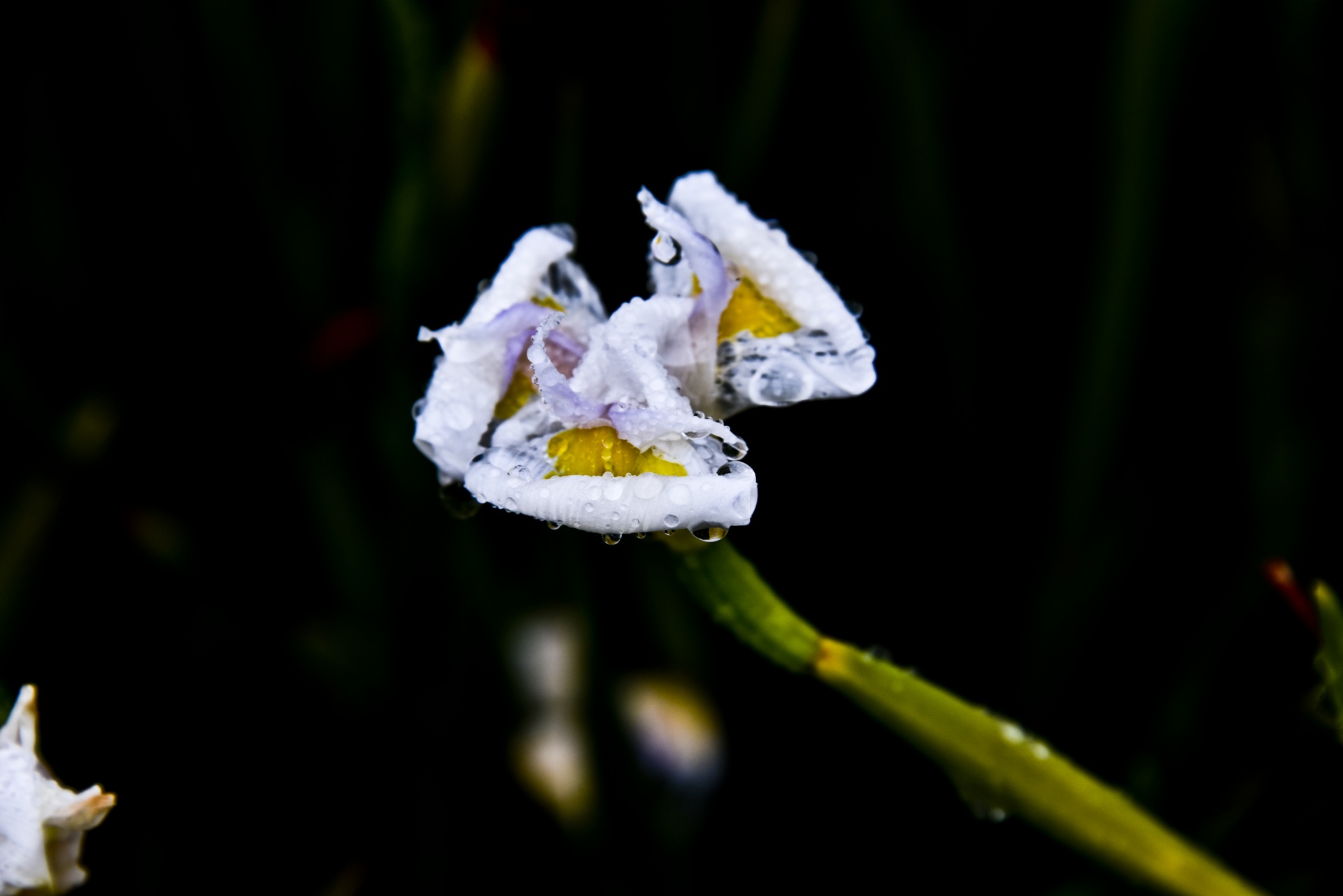 Curled Petals, Water Droplets