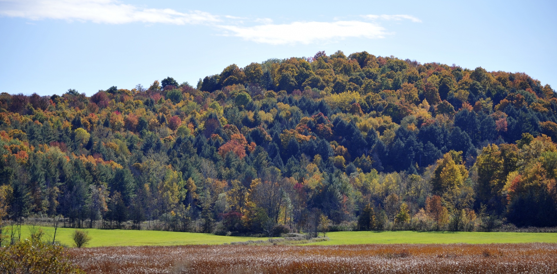 Fall Foliage Landscape