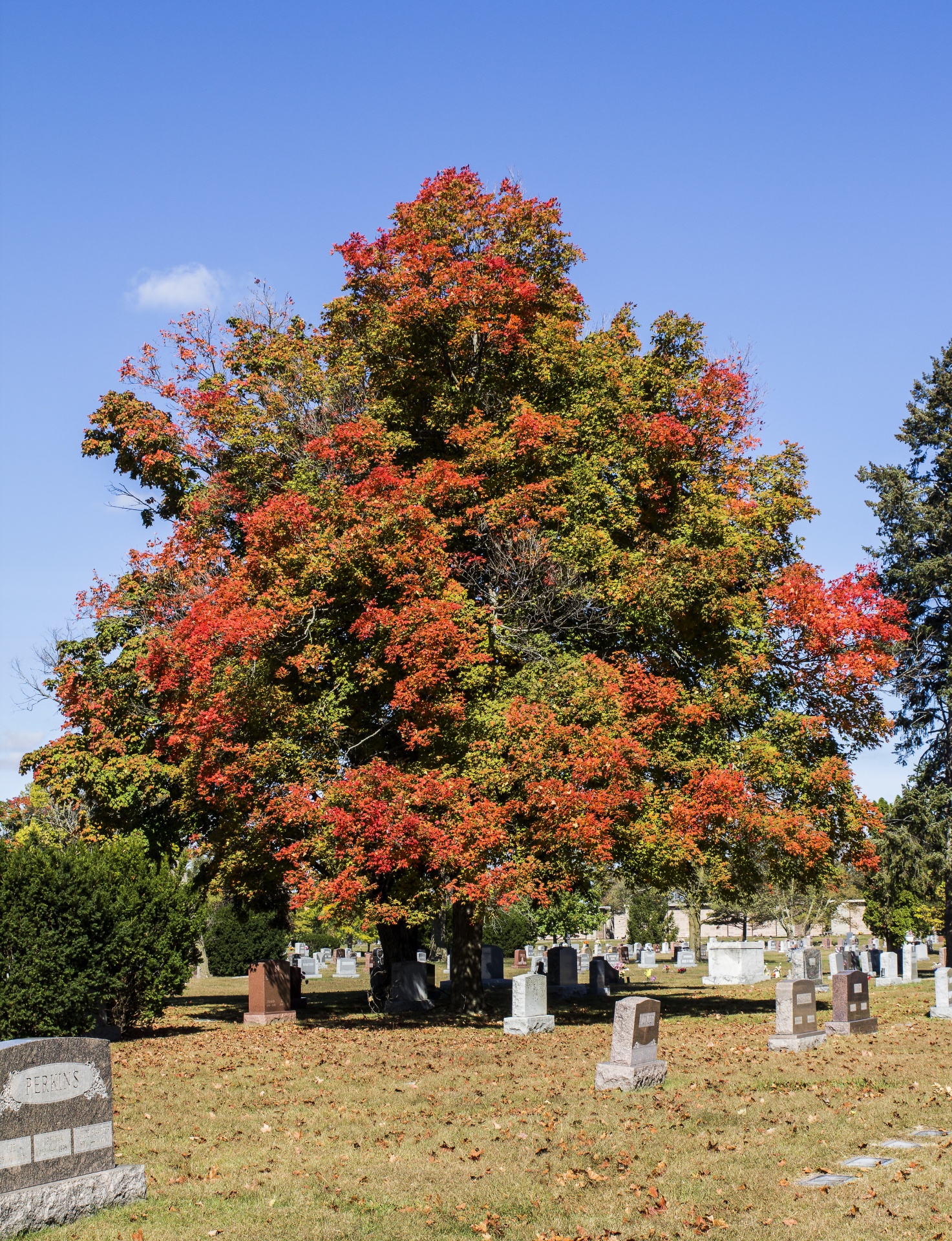 Fall In The Cemetery