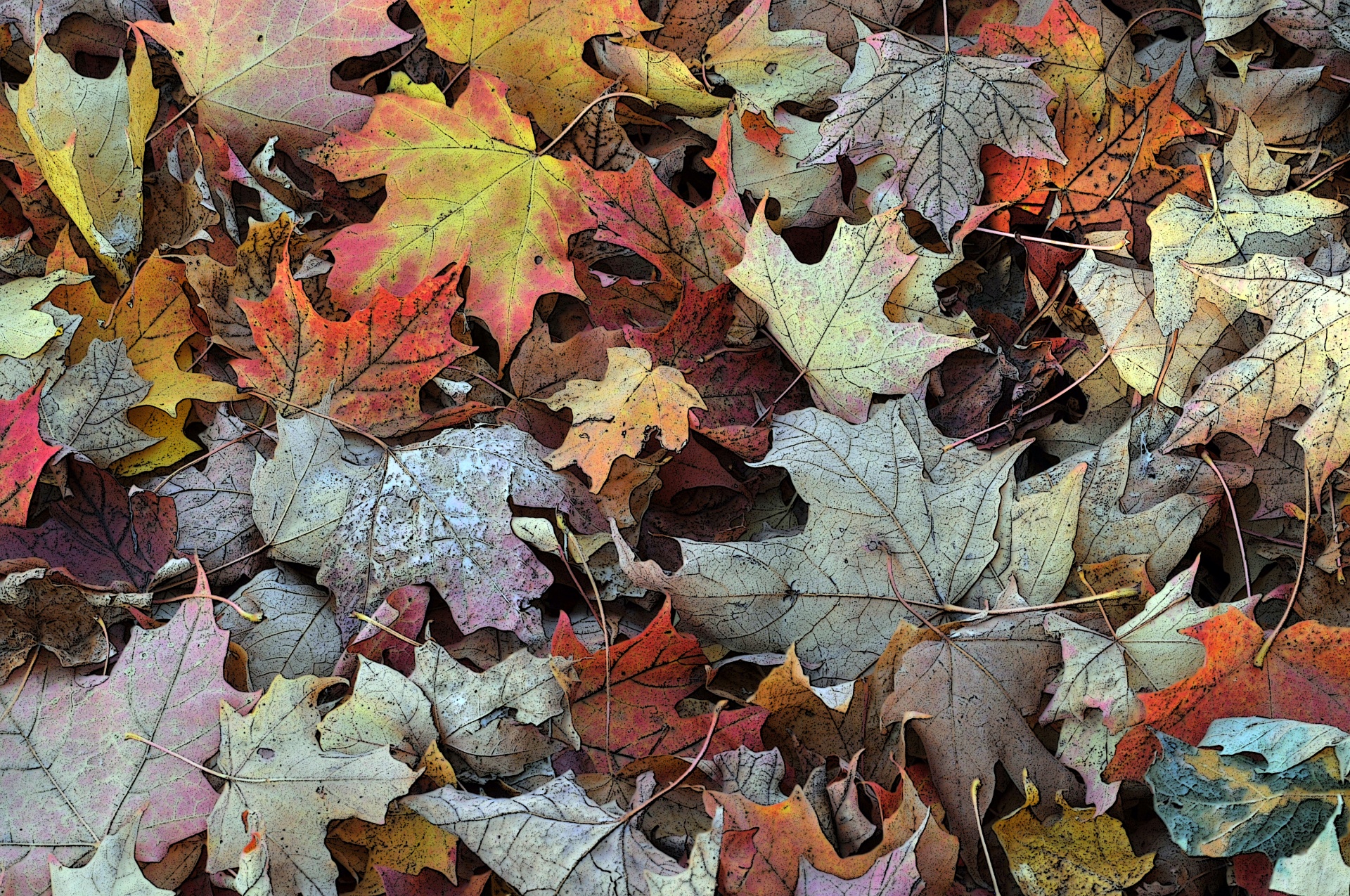 Fallen Autumn Leaves Background