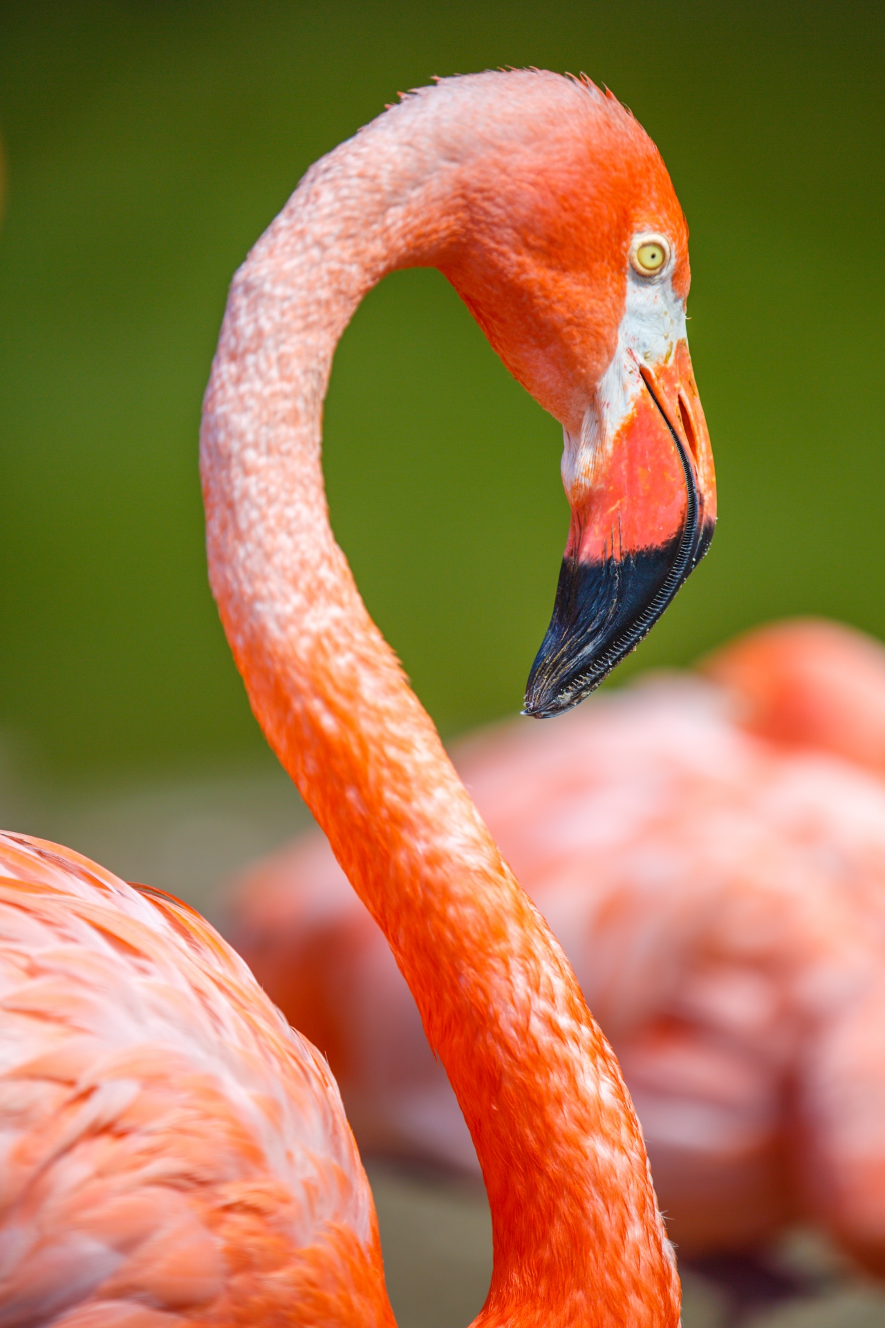 Flamingo Vogel Kopf Kostenloses Stock Bild Public Domain Pictures