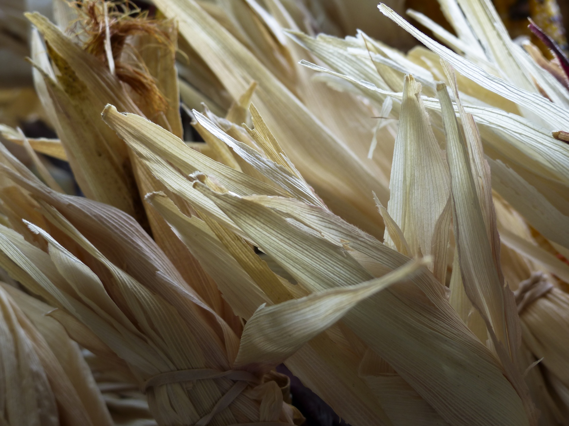 Fall corn husks from corn stalks, dried and ready for decoration