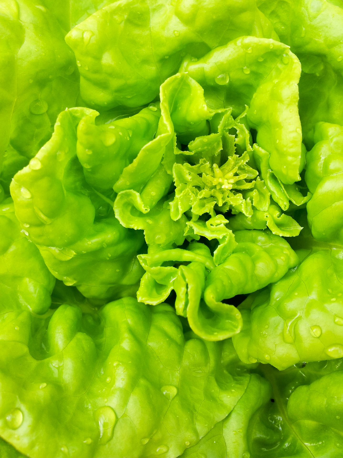 Green Salad Plant Detail